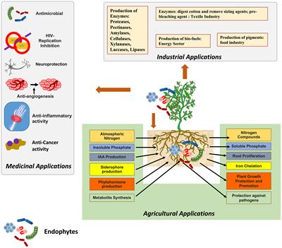 Towards further understanding the applications of endophytes: enriched source of bioactive compounds and bio factories for nanoparticles